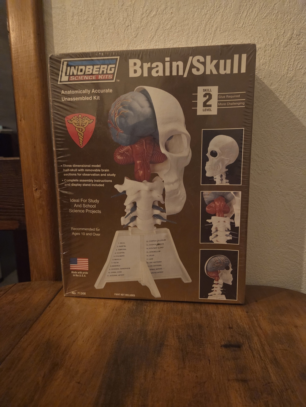 Lindberg Brain/Skull Anatomical Science Kit — White and Multi-color